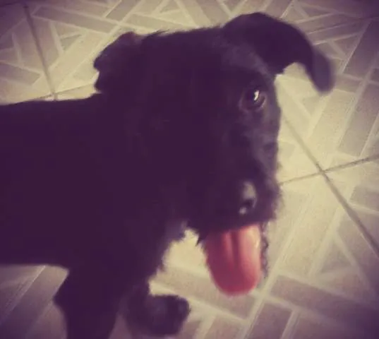 Cachorro ra a Vira-lata idade 2 a 6 meses nome Lola