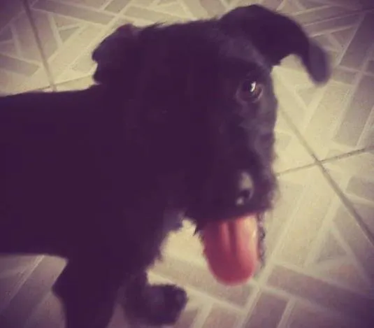 Cachorro ra a Vira-lata idade 2 a 6 meses nome Lola