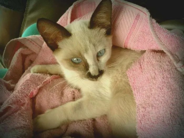 Gato ra a SRD idade 2 a 6 meses nome Toddy