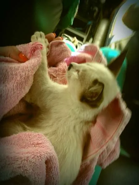 Gato ra a SRD idade 2 a 6 meses nome Toddy