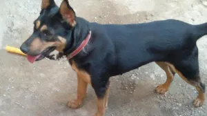 Cachorro raça SRD idade 1 ano nome Princesa