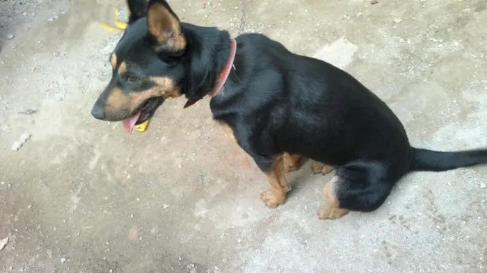 Cachorro ra a SRD idade 1 ano nome Princesa