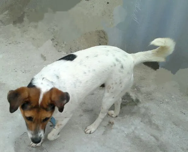 Cachorro ra a SRD idade 1 ano nome Pedrita