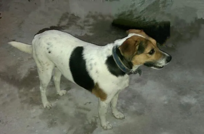 Cachorro ra a SRD idade 1 ano nome Pedrita