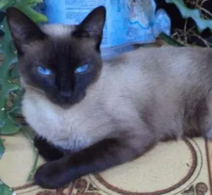 Gato raça  idade 2 anos nome Priscila