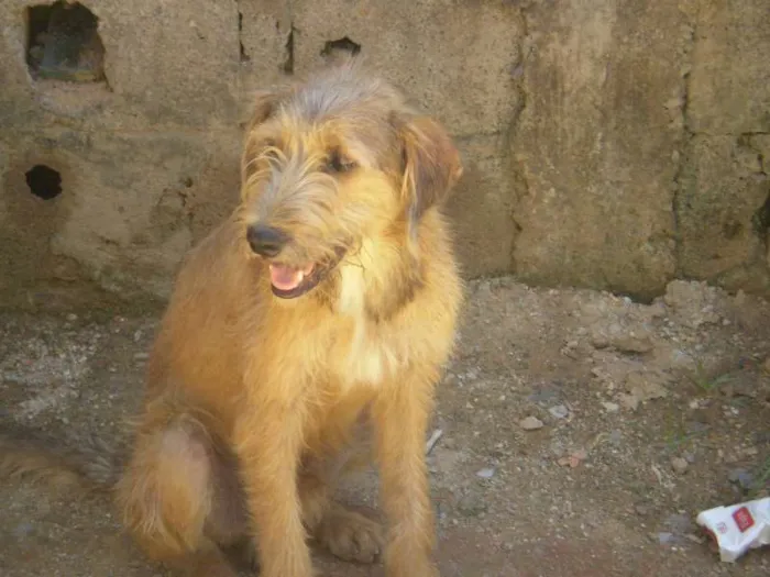 Cachorro ra a SRD idade 2 anos nome Pernilongo