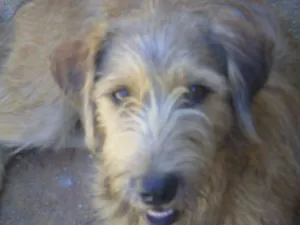 Cachorro raça SRD idade 2 anos nome Pernilongo