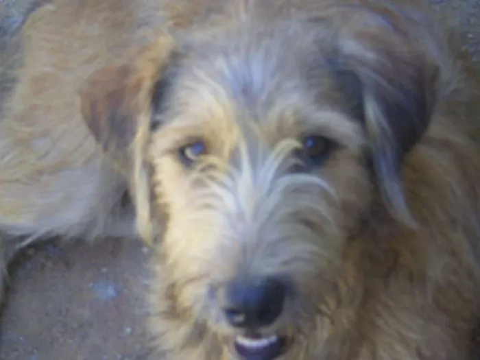 Cachorro ra a SRD idade 2 anos nome Pernilongo
