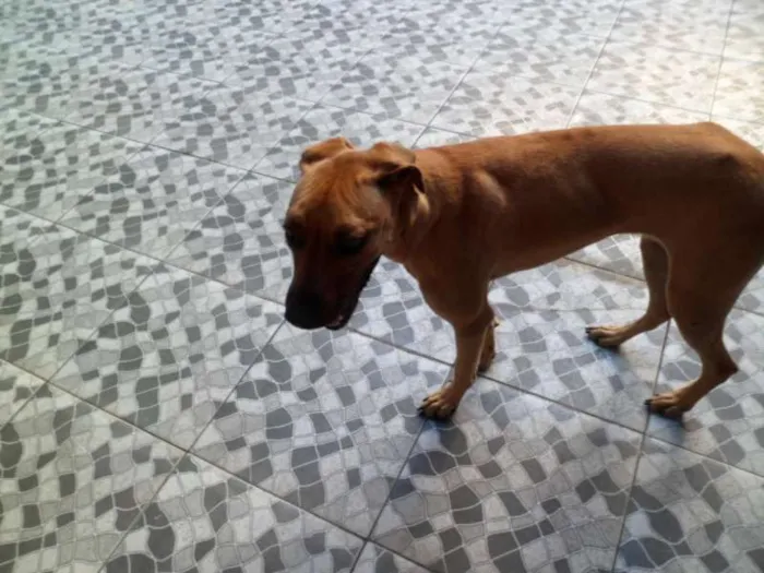 Cachorro ra a DOGUE ALEMAO idade 3 anos nome MEL