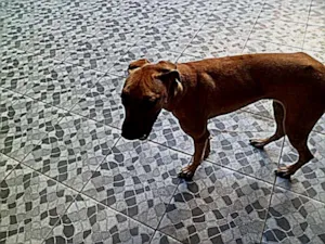 Cachorro raça DOGUE ALEMAO idade 3 anos nome MEL