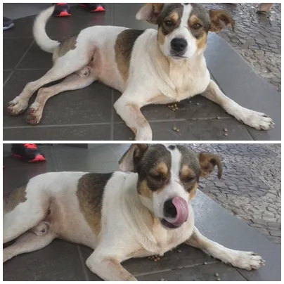 Cachorro ra a sem raça idade 1 ano nome Chorão