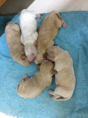 Cachorro raça Cocker com poodle idade  nome Sem nomes