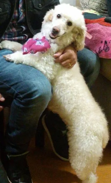 Cachorro ra a poodle idade 5 anos nome Estrela