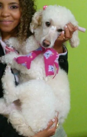 Cachorro raça poodle idade 5 anos nome Estrela