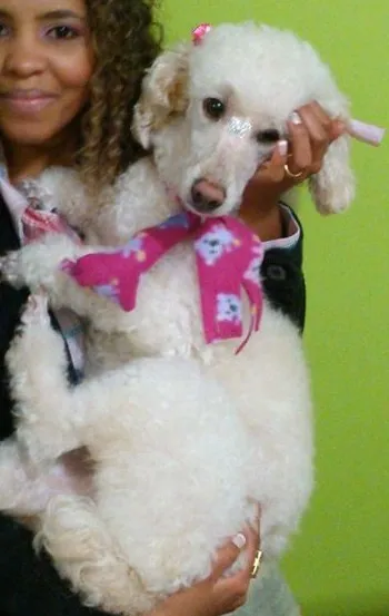 Cachorro ra a poodle idade 5 anos nome Estrela