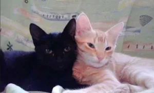 Gato raça mestiço idade 2 a 6 meses nome lorin, pantera