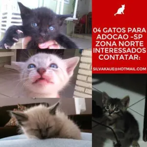 Gato raça indefinida idade Abaixo de 2 meses nome Indefinidos