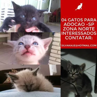 Gato raça indefinida idade Abaixo de 2 meses nome Indefinidos