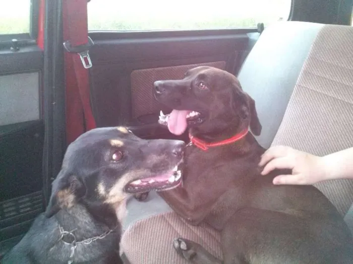 Cachorro raça SRD idade 7 a 11 meses nome Pituta e Marrom