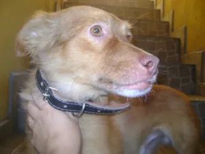 Cachorro raça Vira lata idade 4 anos nome Lobo