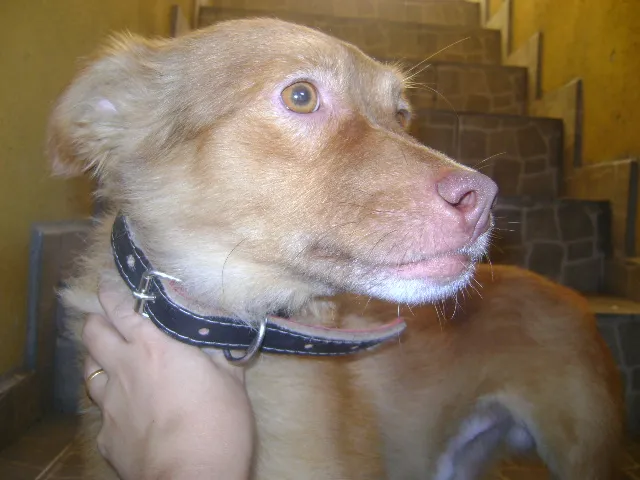 Cachorro raça Vira lata idade 4 anos nome Lobo