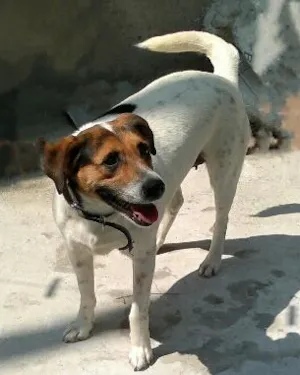 Cachorro raça SRD idade 1 ano nome Pedrita