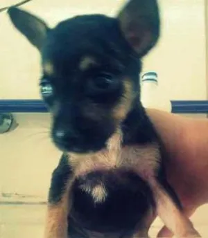 Cachorro raça vira lata idade Abaixo de 2 meses nome Chu 