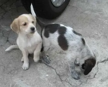 Cachorro raça SRD idade 2 a 6 meses nome Sem nome