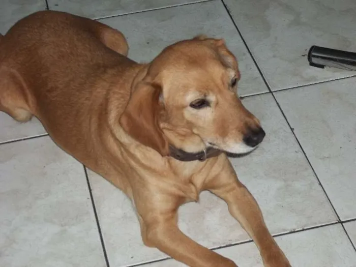 Cachorro ra a SRD idade 5 anos nome nina