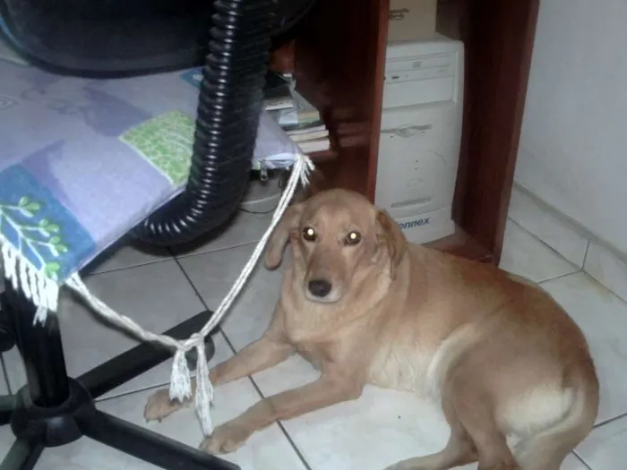 Cachorro ra a SRD idade 5 anos nome nina