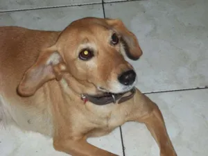 Cachorro raça SRD idade 5 anos nome nina