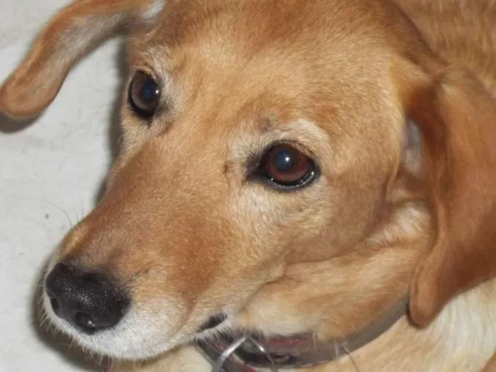 Cachorro ra a SRD idade 5 anos nome nina