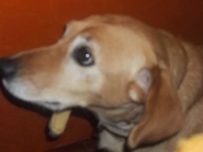 Cachorro ra a SRD idade 5 anos nome nina
