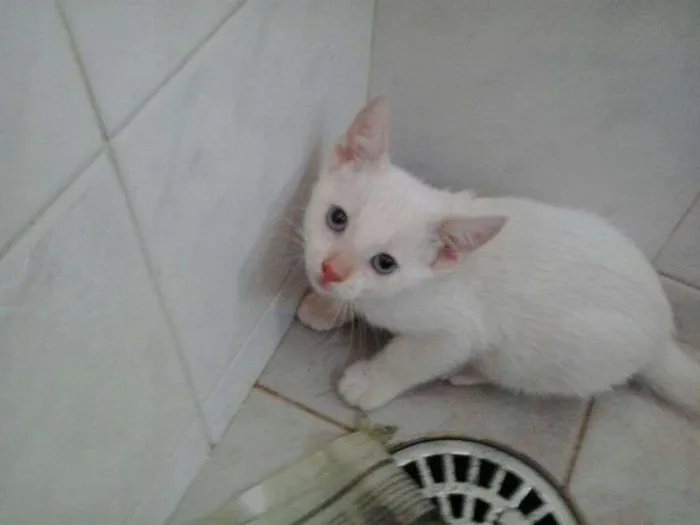 Gato ra a indefinida idade Abaixo de 2 meses nome Pançolito