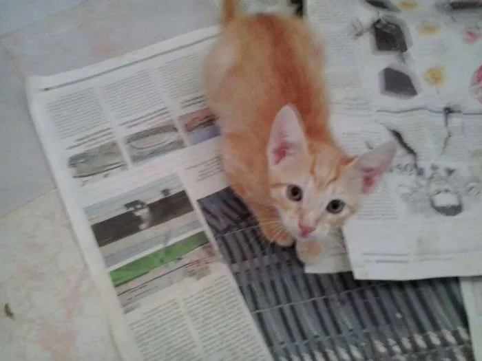Gato ra a indefinida idade Abaixo de 2 meses nome Lyon