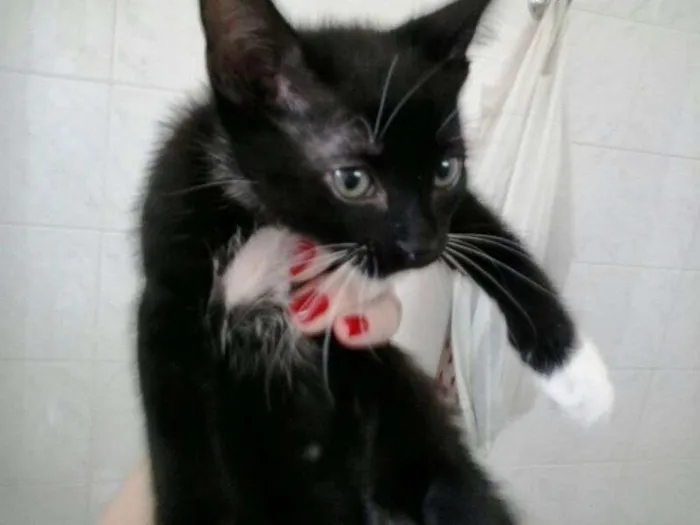 Gato ra a indenfinida idade Abaixo de 2 meses nome Nego