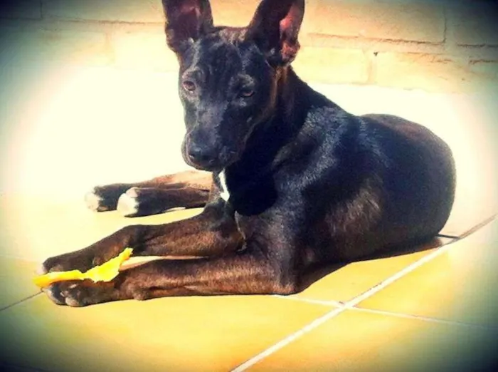 Cachorro ra a vira lata  idade 2 a 6 meses nome Morgana 