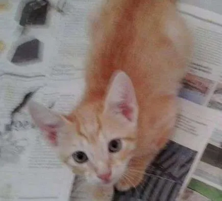 Gato ra a indefinida idade Abaixo de 2 meses nome Lyon