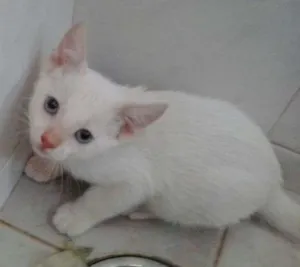 Gato raça indefinida idade Abaixo de 2 meses nome Pançolito