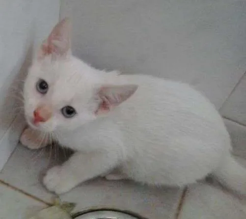 Gato ra a indefinida idade Abaixo de 2 meses nome Pançolito