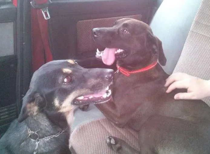 Cachorro raça SRD idade 7 a 11 meses nome Pituta e Marrom