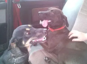 Cachorro raça SRD idade 7 a 11 meses nome Pituta e Marrom