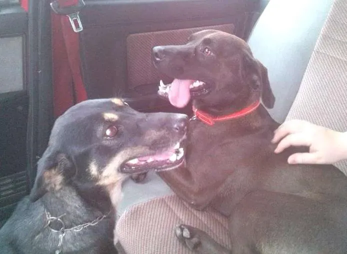 Cachorro raça SRD idade 7 a 11 meses nome Pituta e Marrom