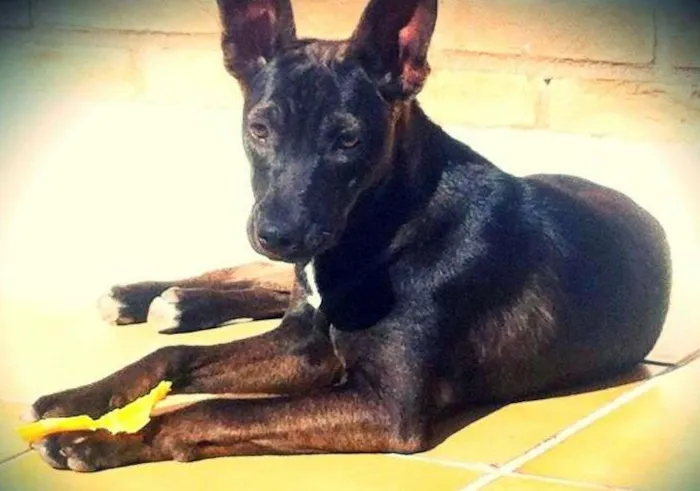 Cachorro ra a vira lata  idade 2 a 6 meses nome Morgana 