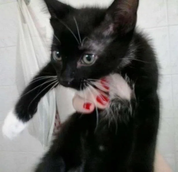 Gato ra a indenfinida idade Abaixo de 2 meses nome Nego