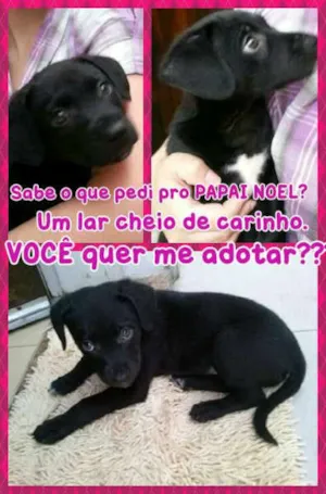 Cachorro raça SRD idade 2 a 6 meses nome Camila ( Caca)