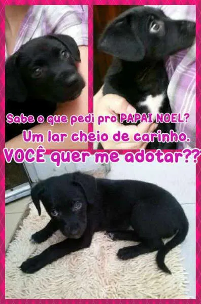 Cachorro ra a SRD idade 2 a 6 meses nome Camila ( Caca)