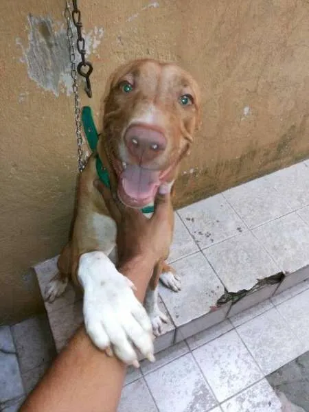 Cachorro ra a American Staffordshire idade 7 a 11 meses nome Perseu