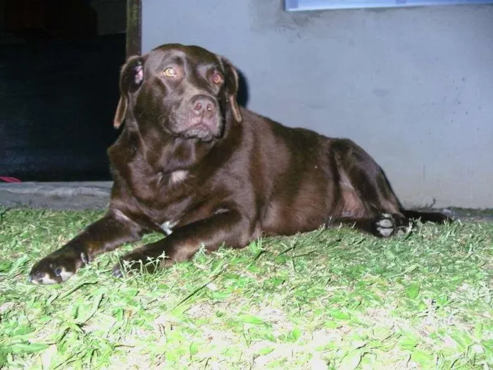 Cachorro ra a Labrador idade 6 ou mais anos nome luna