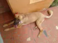 Charlote